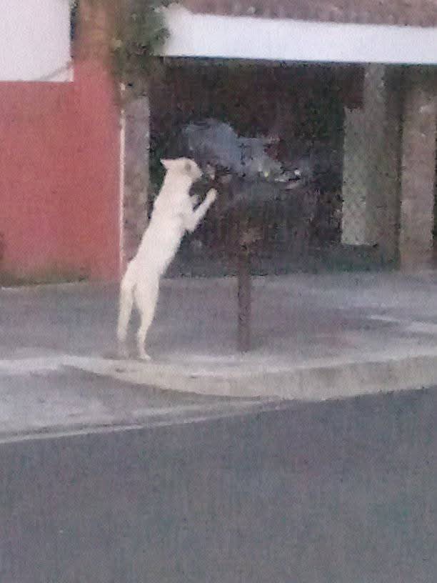 #reportan ⚠️
SE BUSCA A SU FAMILIA ‼️
NOS ENVIAN 👇🏻
zona de la escalón un perro blanco Joskie se encuentra en la 105 av sur visto por última vez en la mañana si alguien lo extravio por favor buecarlo que es de alguien para que lo pueda recuperar