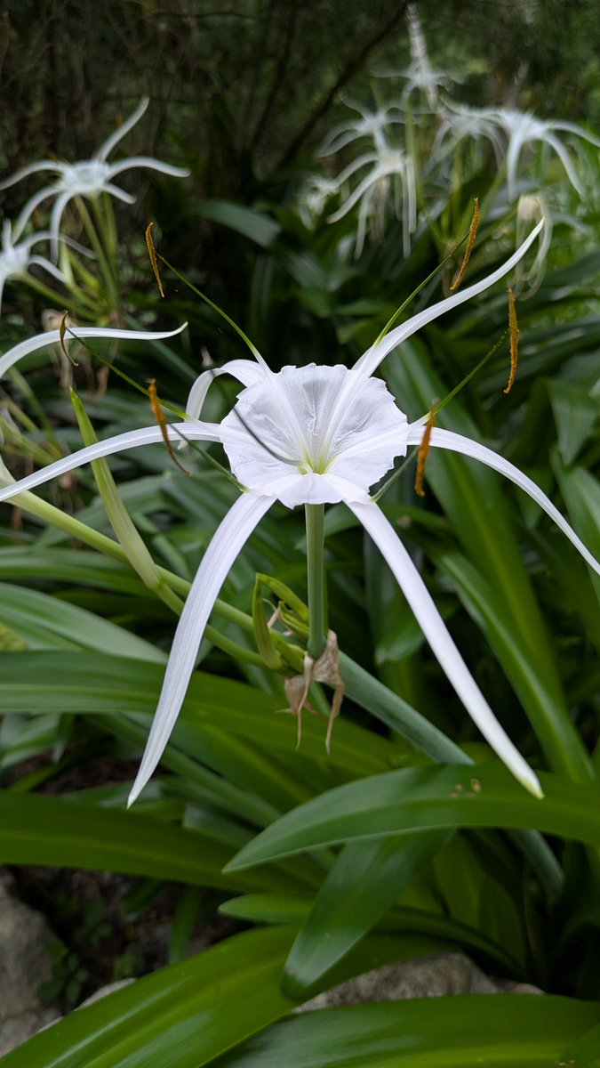 TaiwanStone's tweet image. 水鬼蕉，又名蜘蛛百合、蜘蛛蘭、螯蟹花，為多年生草本植物。