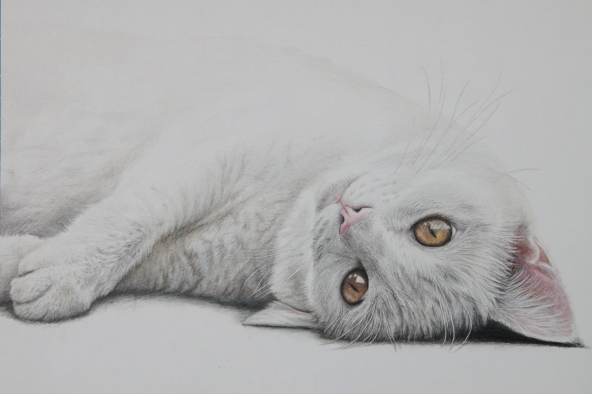 色鉛筆画A4白猫35 優れた品質 色鉛筆画猫A4白猫 メルカリ - 絵画 - 絵画