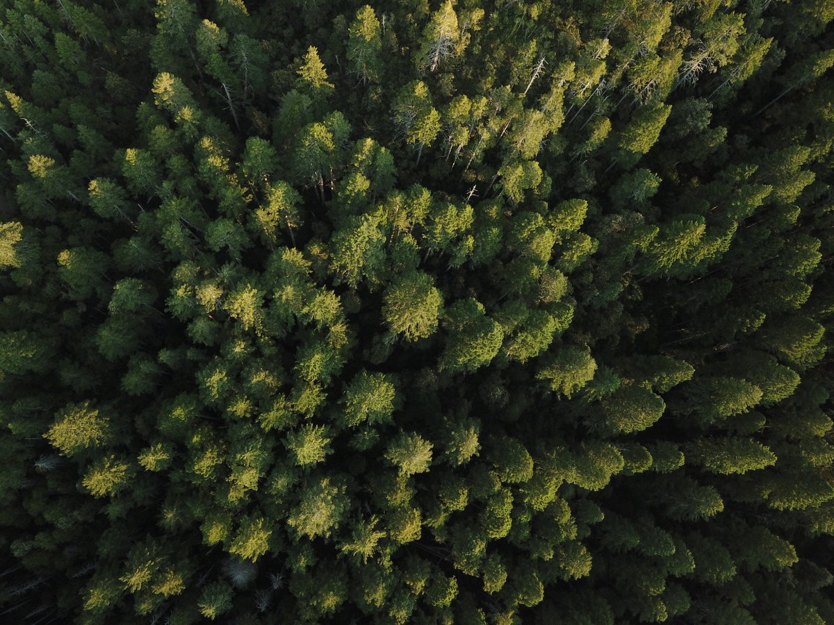 My next-door neighbor is a national forest😄