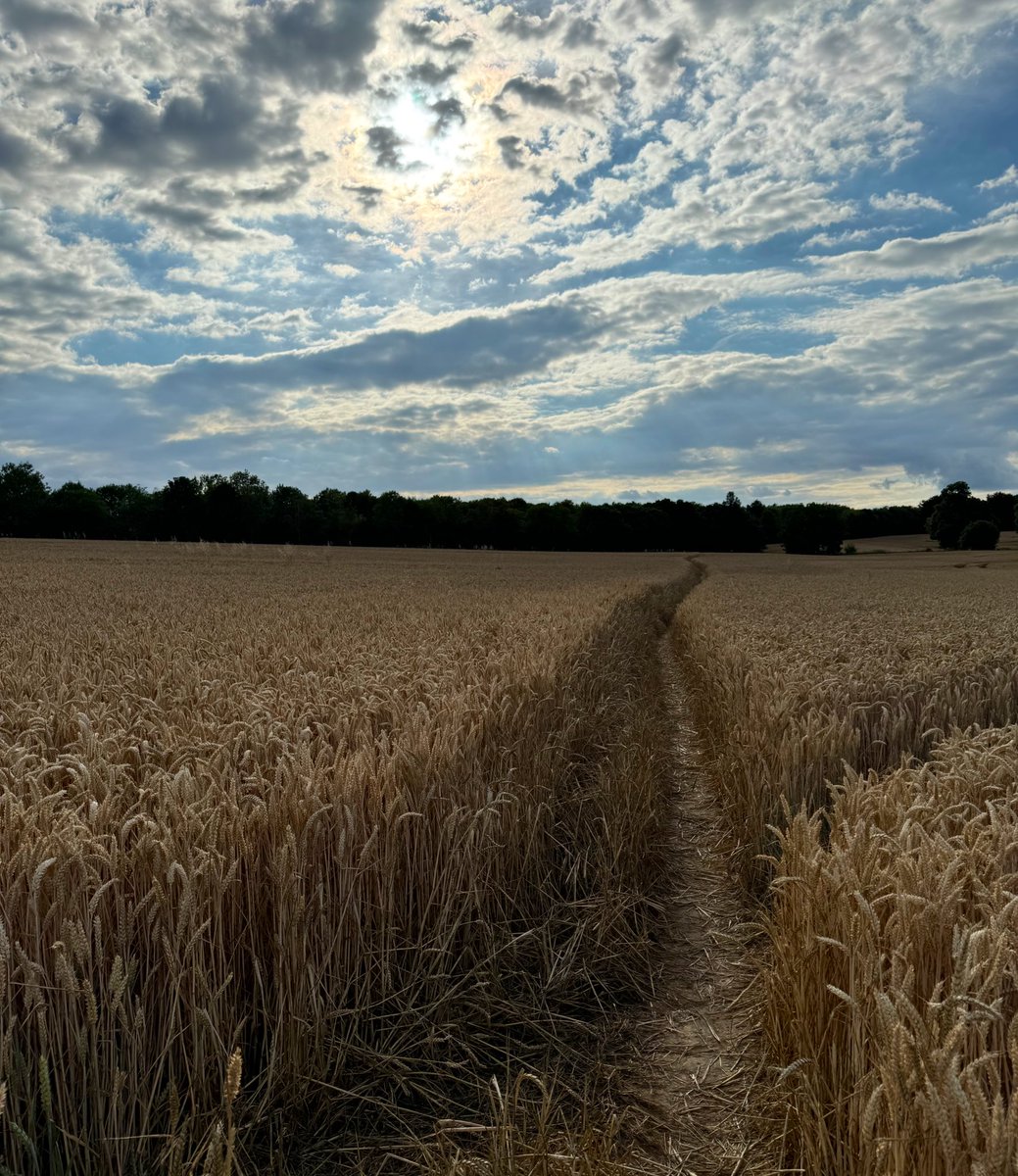 APCAFC's tweet image. At Patrixbourne I joined the Canterbury loop of the #NorthDownsWay again, for the last three miles into Canterbury. I walked this stretch last year.

#GoingAroundtheUKCoastAgain 
Day 149
SIDEPROJECT
#ElhamValleyWay