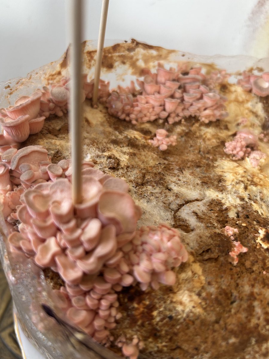 Day 5 of my pink oyster mushroom kit.