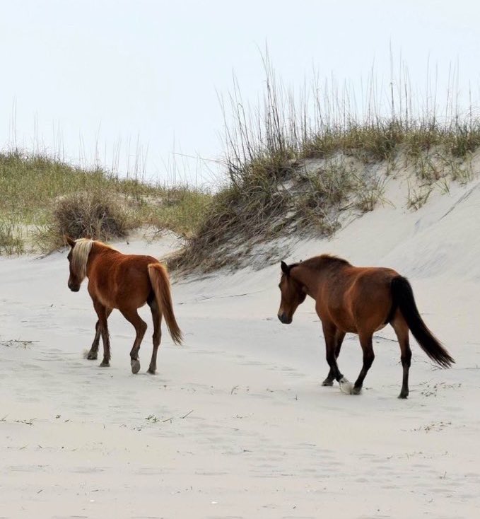 Sometimes all you need is a stroll with a friend…#northernobx #corollanc #wildhorsewednesday #corollawildhorses #visitnc