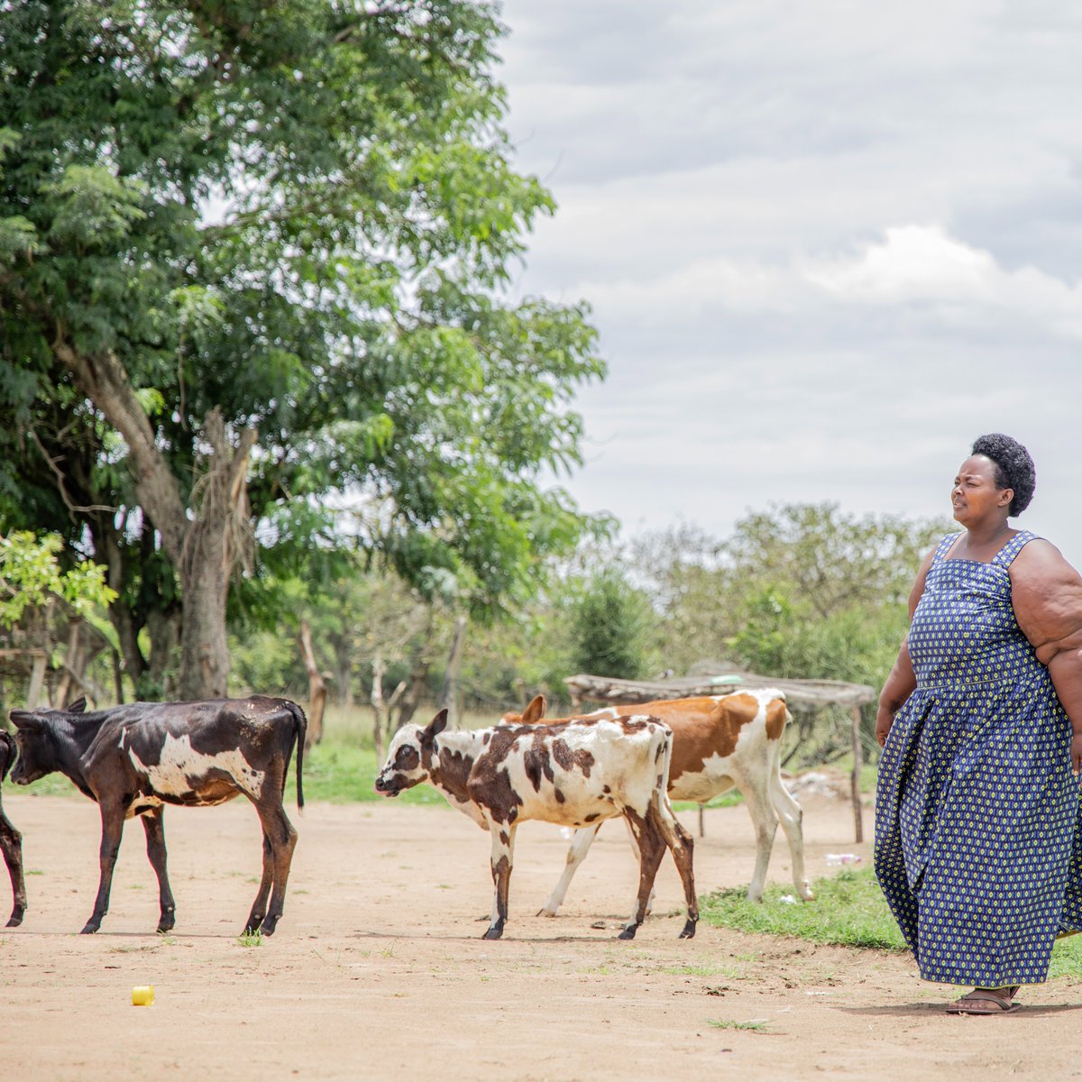 Heifer's tweet image. ๐ From sunlight to sustenance ๐ฟ
In drought-prone Kiboga, Uganda, solar-powered water is transforming Scovia Kalegeyaโs dairy farm โ and her familyโs future. ๐๐ง
โI have found peace with the water being close by.โ
Learn more: ms.spr.ly/6017SAsZL
#CleanWater