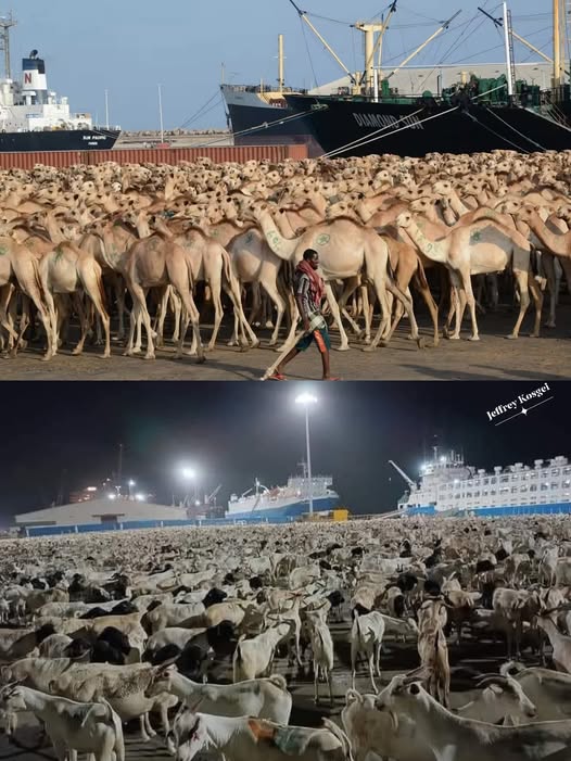 Top export earnings of Somalia in 2023 were Sheep and Goats ($377M), Gold ($315M) and Animals ($74.7M among others according to OEC.

Somalia is among the leading exporters of Livestock in Africa to middle East.

East African Community holds a huge potential in livestock farming