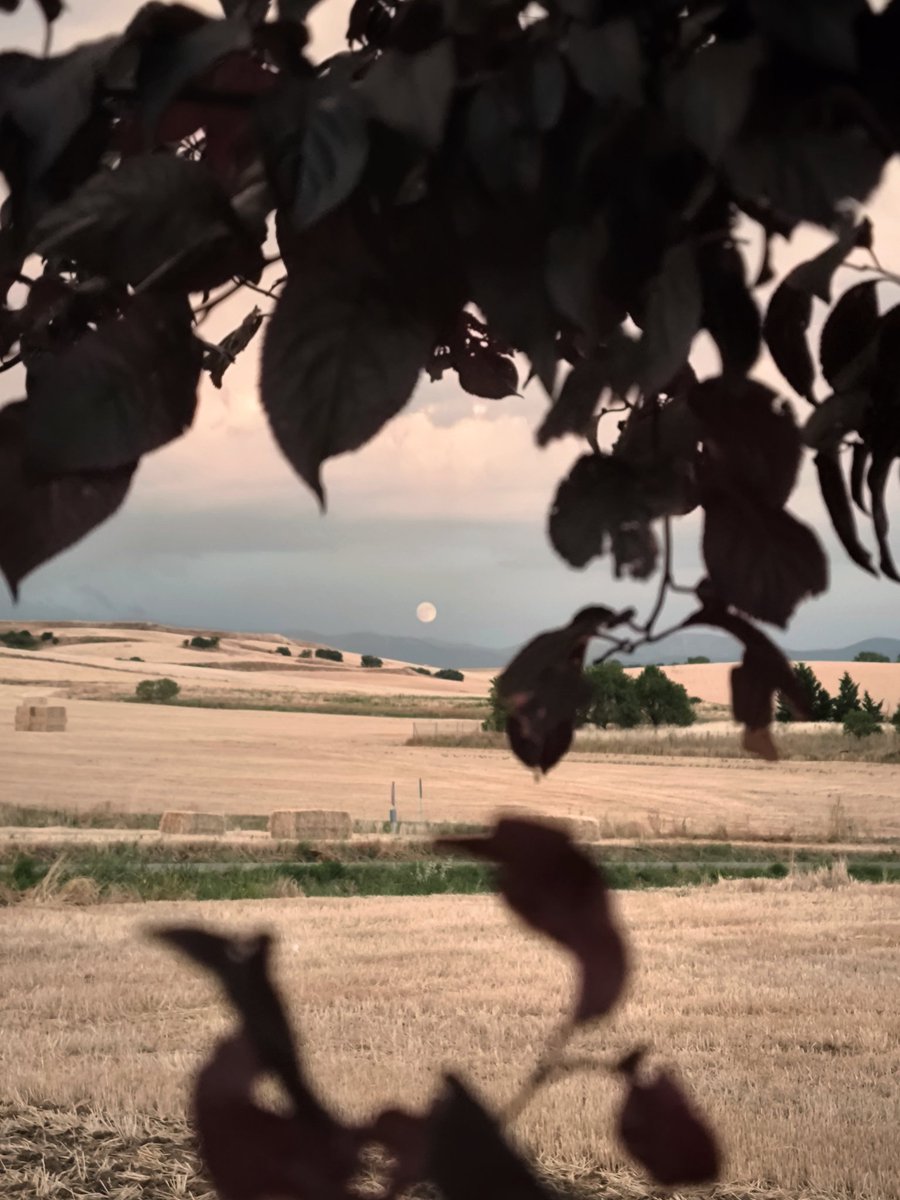 En medio del verano, la luna se asoma sobre un mar dorado de trigo 🌾

#Segovia