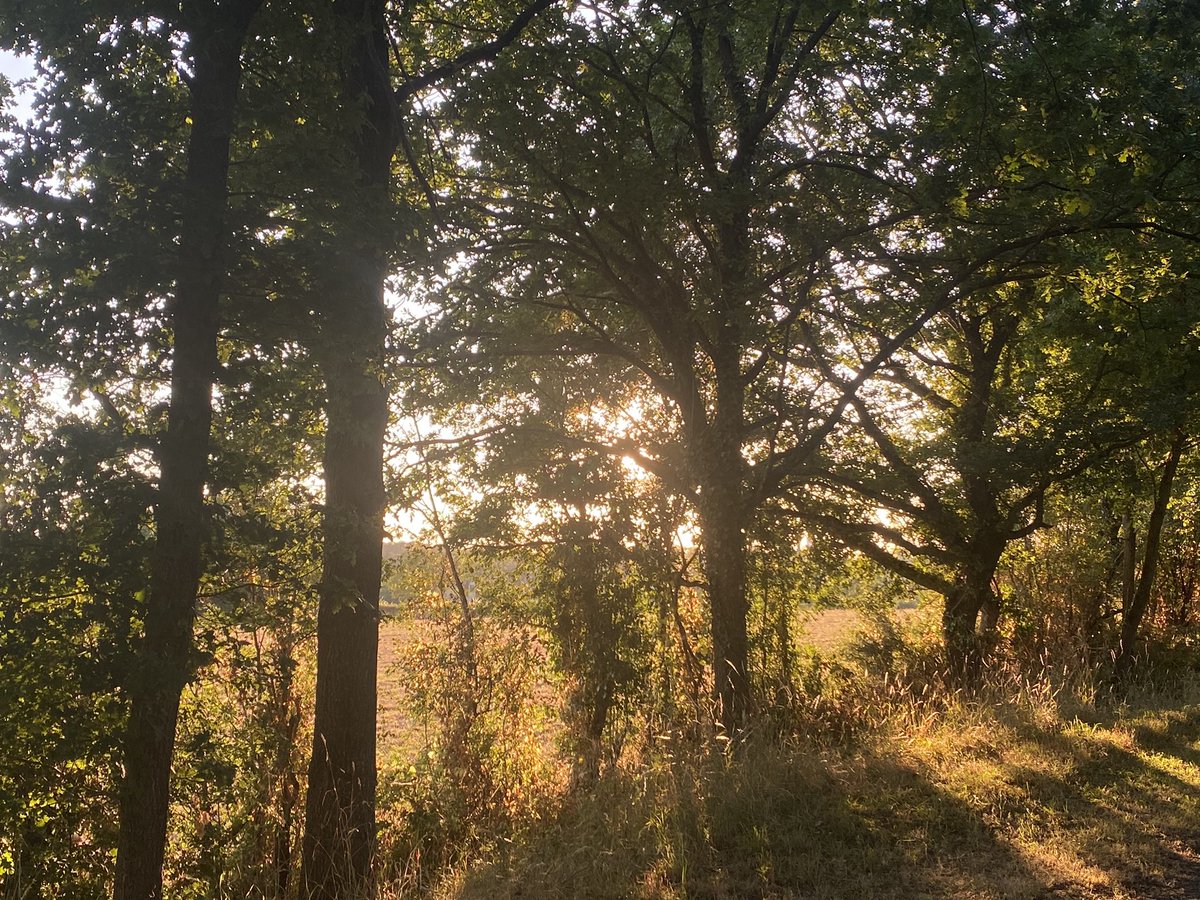 liliadeae's tweet image. today i walked 7km and listened to ichiko aoba 𓂃 𓈒𓏸 𓇼