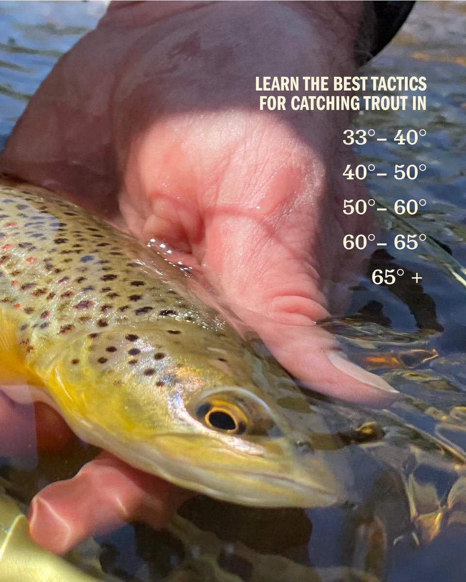 FieldandStream's tweet image. Summer heat puts serious stress on trout. Knowing how water temps affect their behavior and survival helps you fish smarter—and more responsibly.

Get the full guide - fieldandstream.com/stories/fishin… 🎣

#TroutFishing #FieldandStream #OutdoorGuide
