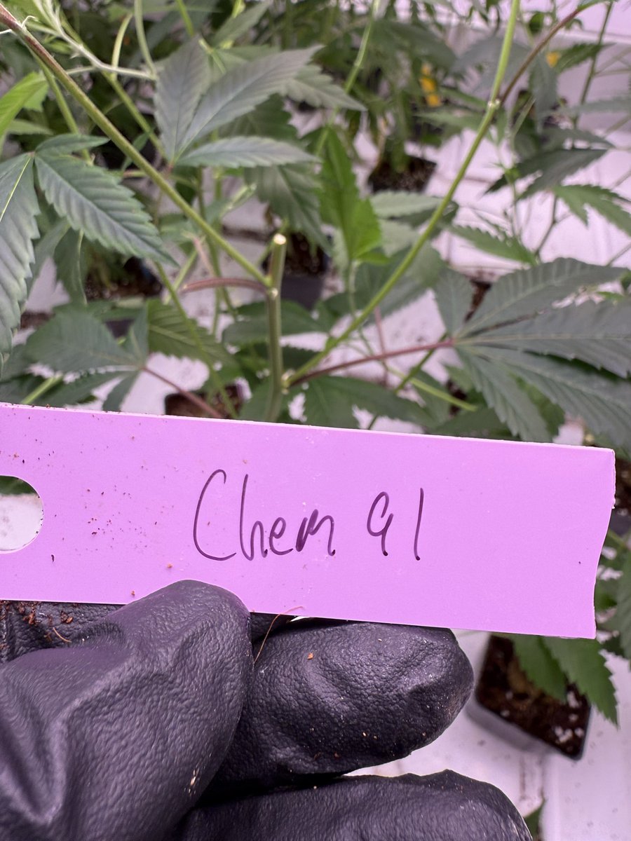 Pryzm33's tweet photo. Who’s ready for some Chem 91’? https://t.co/ivUF04uwtF