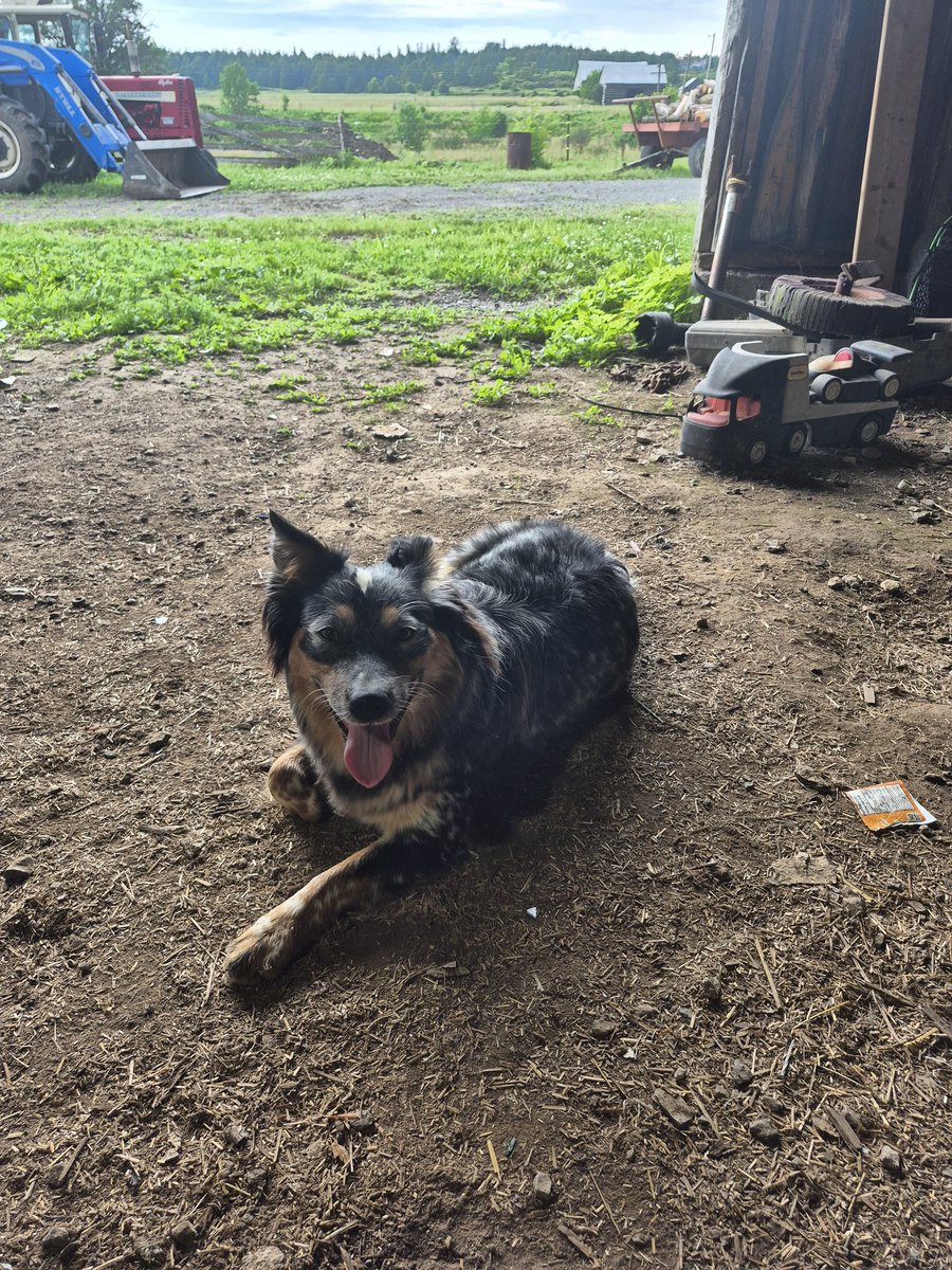 Old Sly hates storms only time she comes near ya. Pup Blaze is trying to figure out what the hell is wrong with her. #heelers
