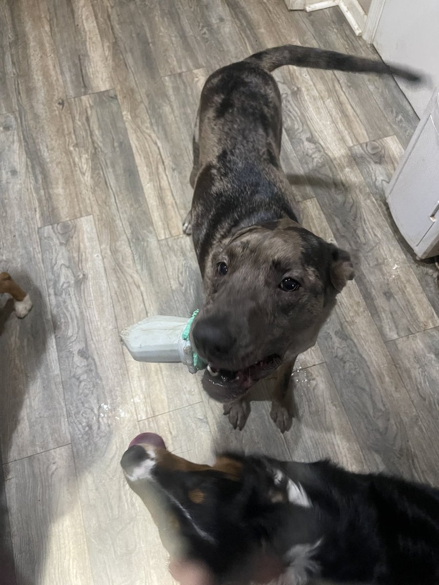 Why does my dog cosplay as Zacian all the time? It’s worrisome…