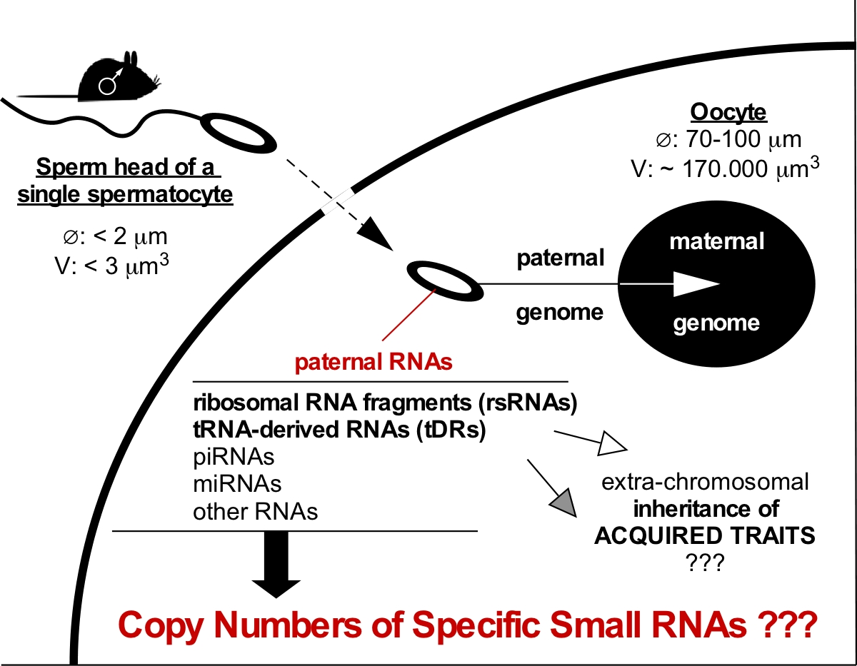 RNAJournal's tweet image. Mature sperm contain small RNAs, which are implicated in transmitting extra-chromosomal information from fathers to offspring. How many specific small RNAs are required for impact remains unclear. bit.ly/44zI1I4
