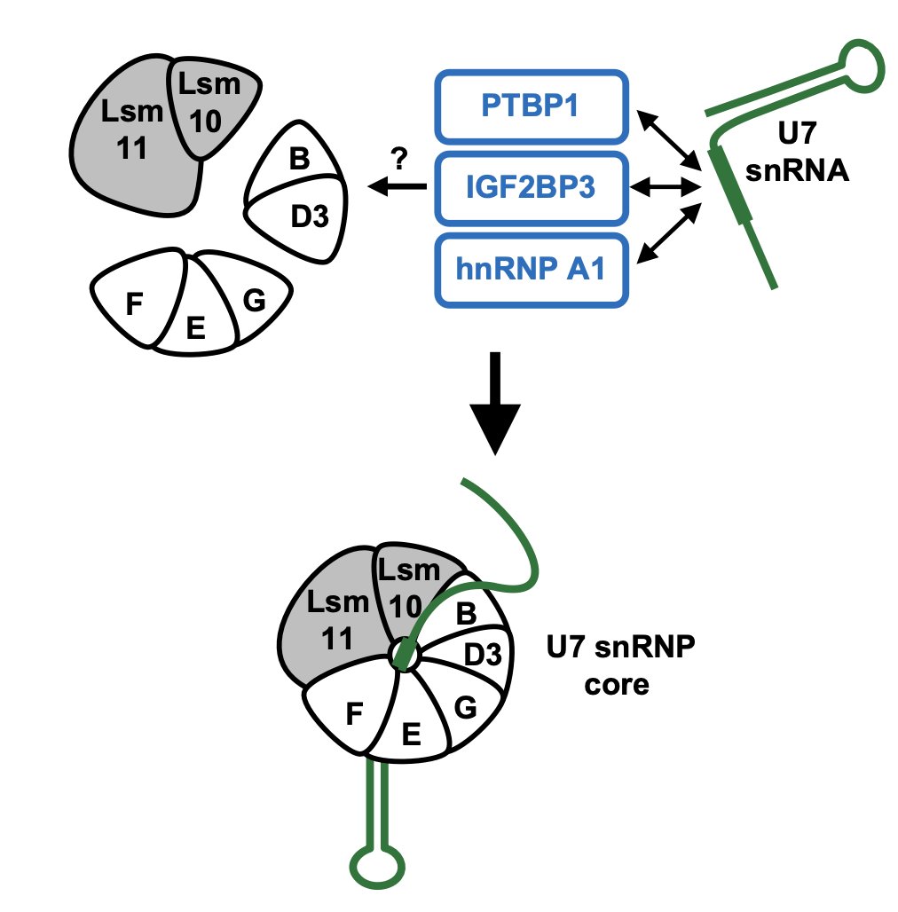 RNAJournal's tweet image. U7 snRNA binds a ring of seven proteins, including Lsm10 and Lsm11, forming U7 snRNP core. This report identifies 3 proteins (blue) that interact with U7 snRNA and may participate in the assembly of this unusual and functionally critical ring. bit.ly/46ApBZg