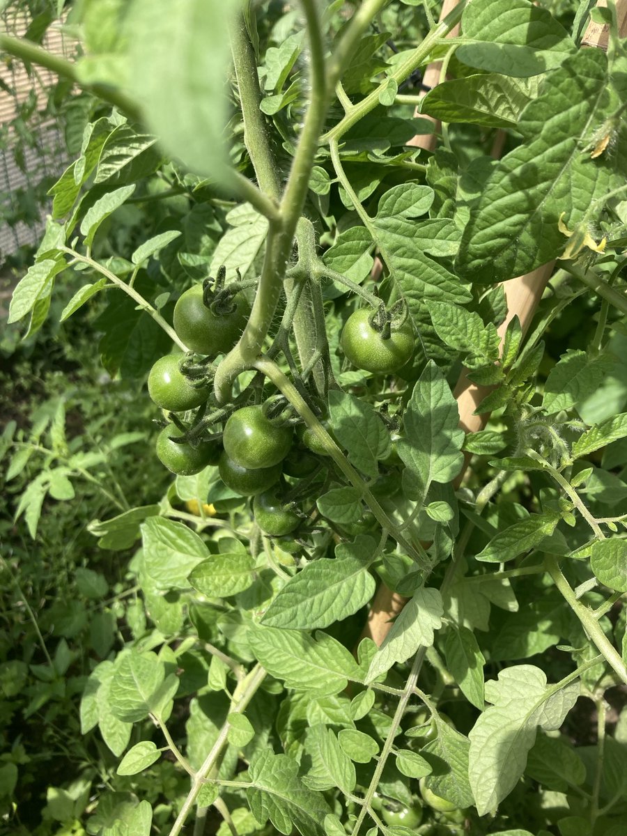 HawksmoorYouth's tweet image. Our veg garden is almost ready for harvest. Potatoes carrots peas tomatoes sweetcorn and salad items. Cant wait to- all grown from small seeds @YoungGreenwich how fawn @ROOTS4LIFE