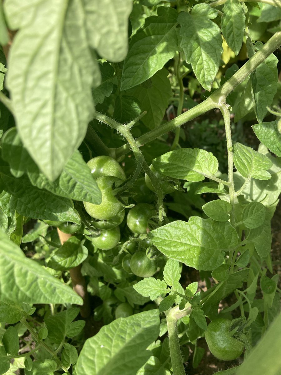 HawksmoorYouth's tweet image. Our veg garden is almost ready for harvest. Potatoes carrots peas tomatoes sweetcorn and salad items. Cant wait to- all grown from small seeds @YoungGreenwich how fawn @ROOTS4LIFE