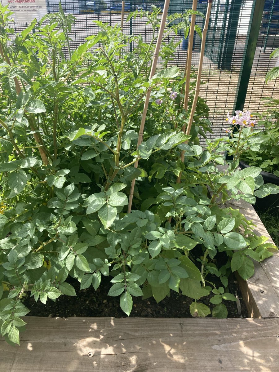 HawksmoorYouth's tweet image. Our veg garden is almost ready for harvest. Potatoes carrots peas tomatoes sweetcorn and salad items. Cant wait to- all grown from small seeds @YoungGreenwich how fawn @ROOTS4LIFE