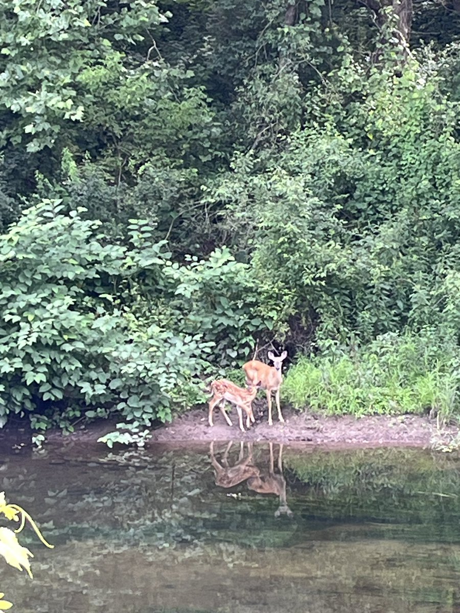 ForagingForever's tweet image. You could live in a place where you can go for ice cream after work and watch a doe and fawn along the river, but you don’t want to because of…what exactly?