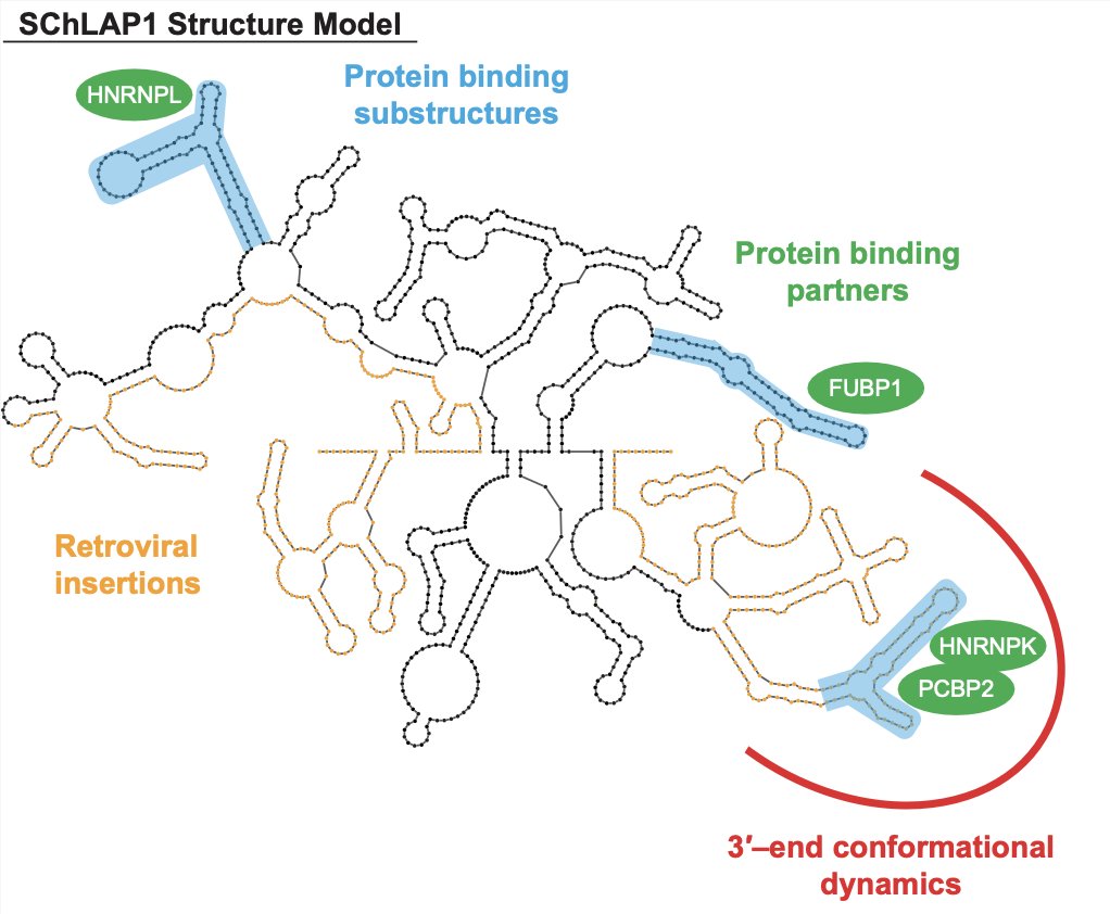 RNAJournal's tweet image. This work developed a structure model for the lncRNA SChLAP1, identified protein binding regions, and uncovered an unexpected role for retroviral insertions in forming an RNA conformational landscape. bit.ly/440bLhb