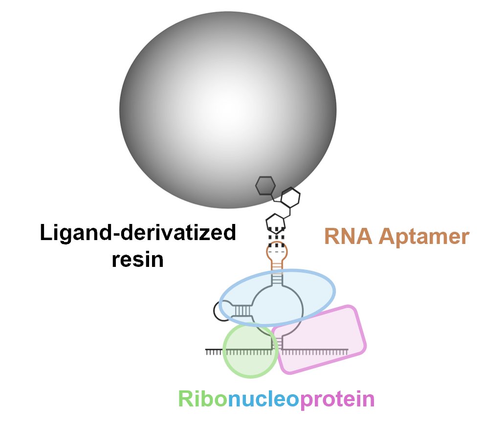 RNA (@rnajournal) on Twitter photo This review provides an overview of RNA aptamer-based ribonucleoprotein purifications for both novice and expert researchers to empower ribonucleoprotein research. <a href="/UteKothe/">Dr. Ute Kothe</a> @rnacanadac2r2 <a href="/umanitobasci/">UManitoba Science</a> <a href="/umanitoba/">University of Manitoba</a> bit.ly/45Cyj94 This review provides an overview of RNA aptamer-based ribonucleoprotein purifications for both novice and expert researchers to empower ribonucleoprotein research. <a href="/UteKothe/">Dr. Ute Kothe</a> @rnacanadac2r2 <a href="/umanitobasci/">UManitoba Science</a> <a href="/umanitoba/">University of Manitoba</a> bit.ly/45Cyj94