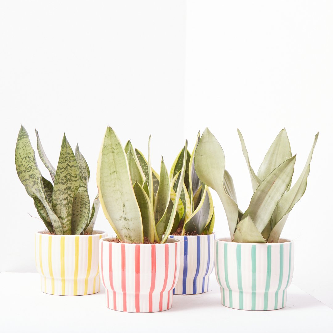 ¿Cómo hacer de cualquier planta una acorde con la decoración veraniega? ¡Jugando con los cubremacetas!
Encuentra estas y otras combinaciones en nuestra sección de rebajas de plantas: bit.ly/PlantasRebajas…
