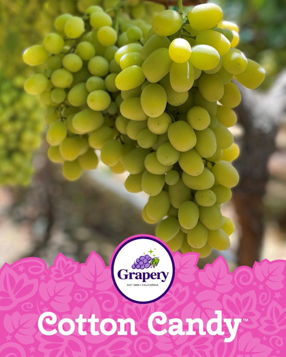 Get ready for the original—Grapery’s legendary Cotton Candy grapes are almost here! After nearly 20 years as America’s exclusive grower, we remain unmatched. This August, experience the unique taste only Grapery can deliver.