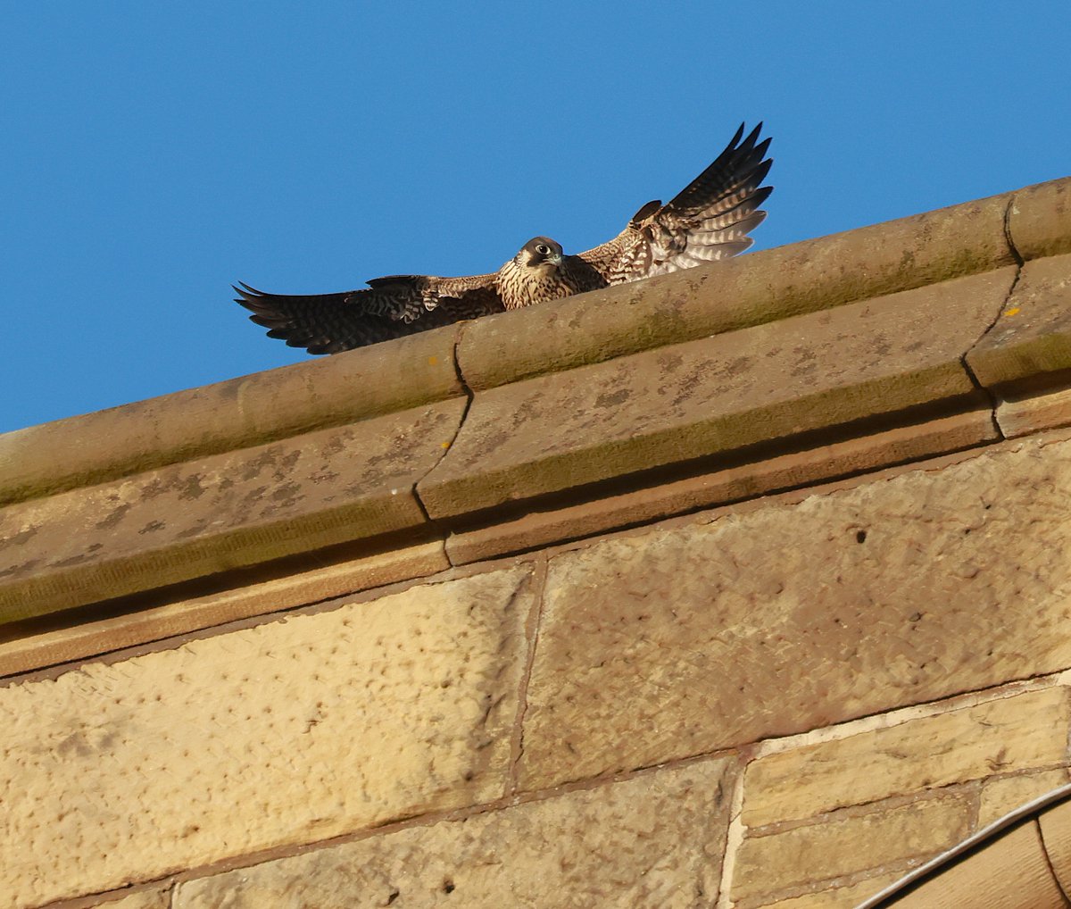 Lincoln Cathedral.
Mr P has moved his offspring from the Cathedral to a nearby water tower to keep them out of harms way.
