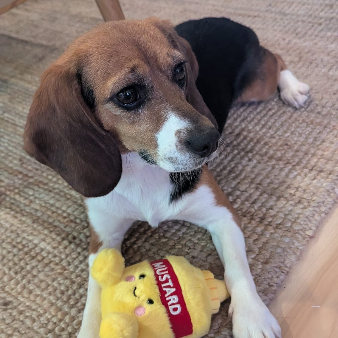 beaglefreedom's tweet image. Mustard has been adopted! 🐶✨After 1.5 years trapped in an animal testing lab, she finally knows love, comfort, & freedom. Now she has blankets, toys, & the family she always deserved. ❤️🥹
Help more dogs like Mustard: shop cruelty-free & download our Cruelty-Cutter app🐾