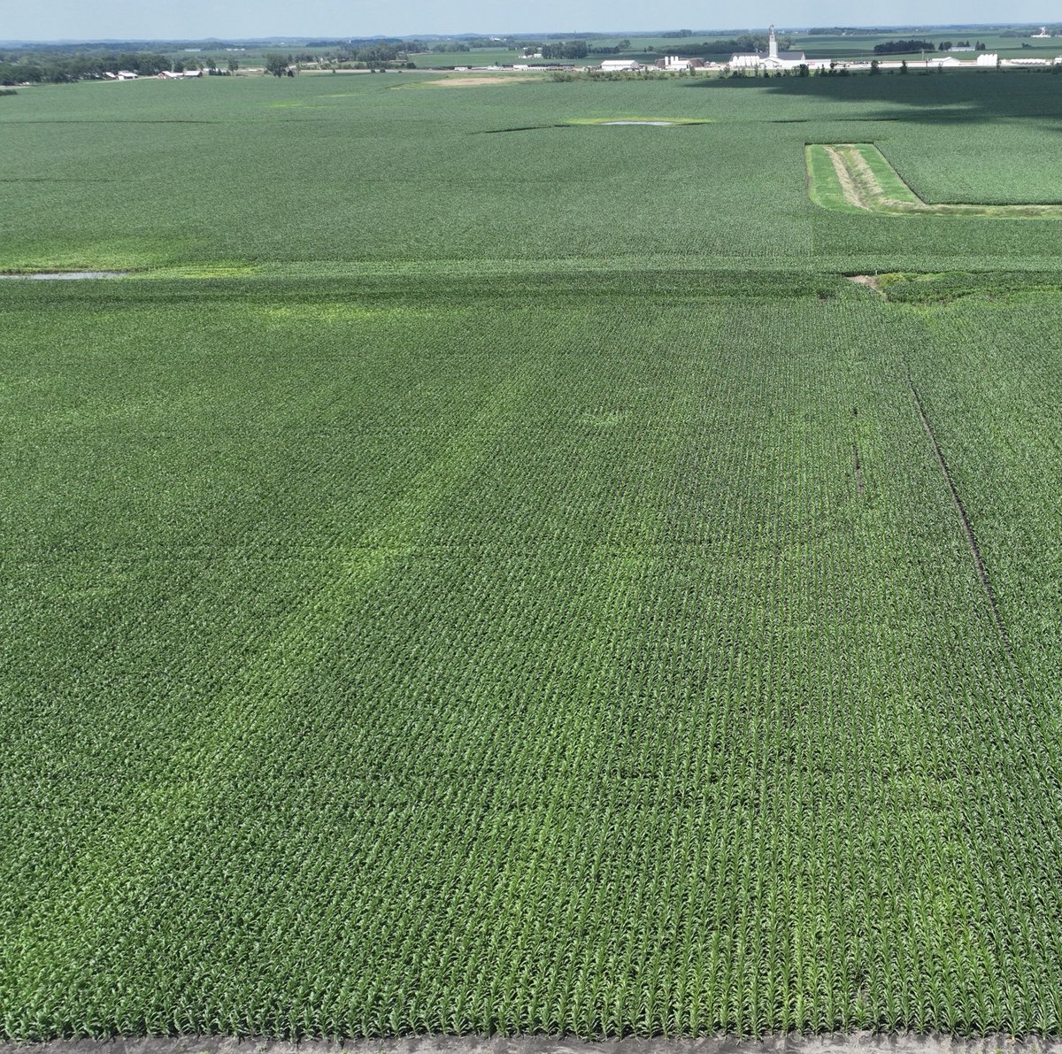 Nitrogen rate study is starting to show up. The yellow strips are 130lbs of N.  Also have 165, 200, 240lb strips out there.  All spring applied liquid with consistent sulfur rates.