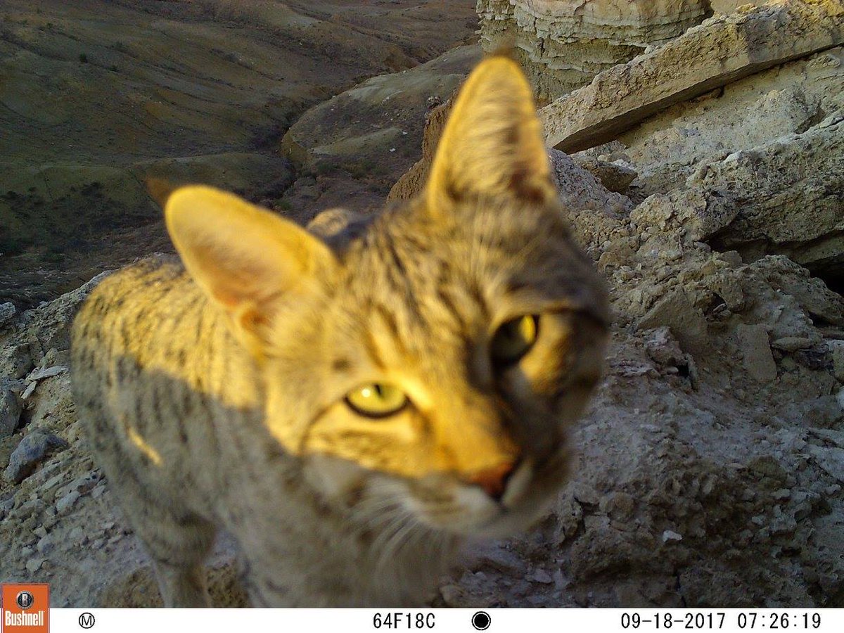 Trail_Cams's tweet image. 
