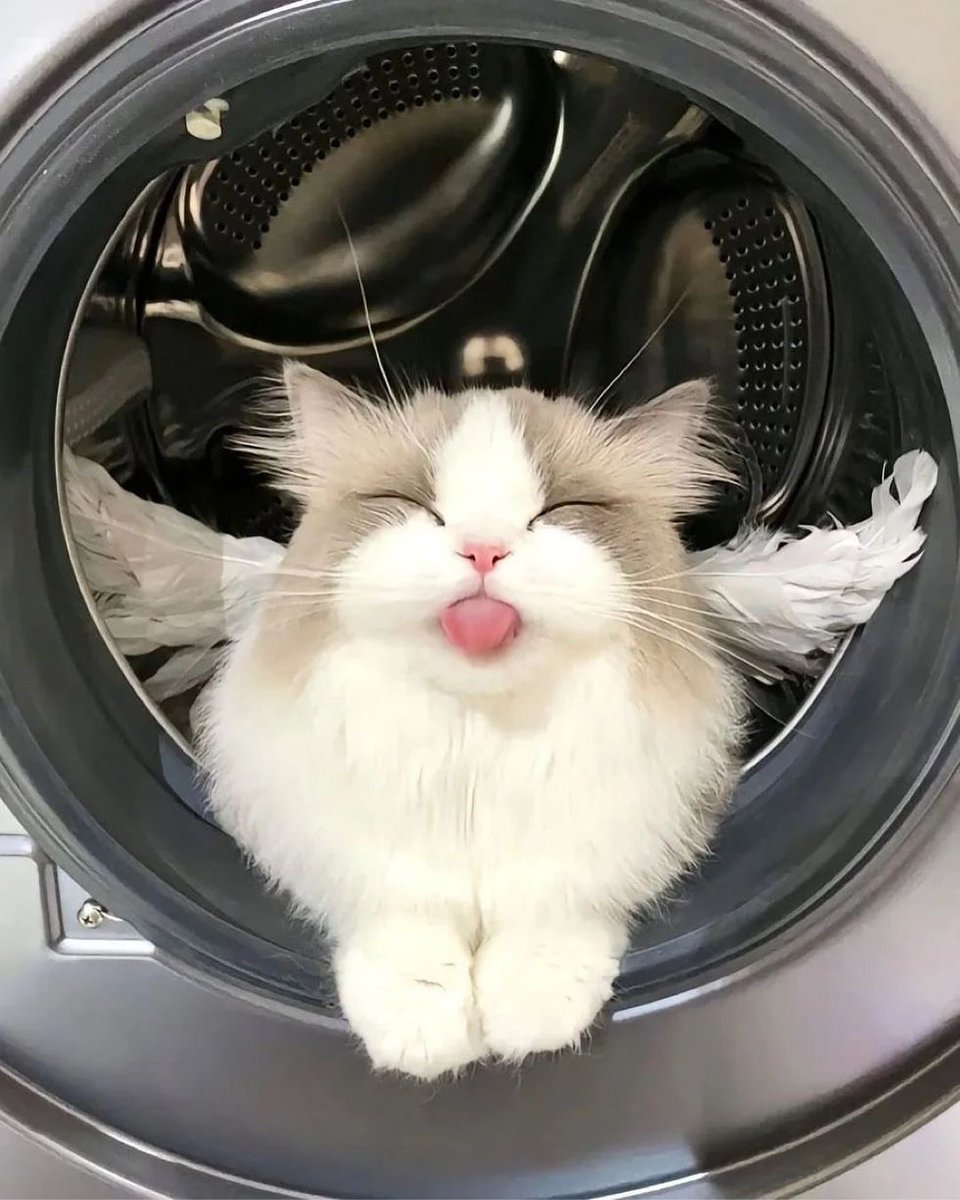 barbie_context's tweet photo. TENDRÁS la peor semana si IGNORAS al gatito lavadora https://t.co/P3r7TudqgA