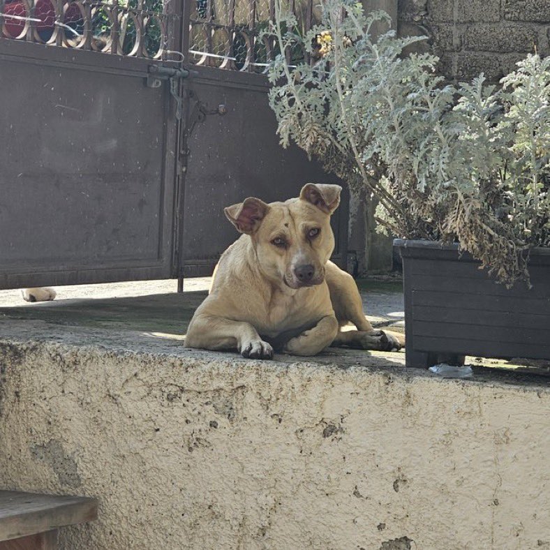 Comparto fotos y texto de <a href="/vwwc808/">Hermana de mis hermanas ❤️</a> 

Hola a todos! Les quiero contar la historia de esta perrita, la encontré en una tormenta siendo montada por alrededor de 20 perros, ella solo trataba de defenderse y lloraba con mucho dolor, al otro dia pude atraparla y llevarla al vet. Yo