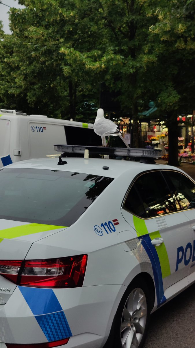 Skatos, ka <a href="/Valsts_policija/">Valsts policija</a> darbinieku rindas papildinājusi arī patruļas kaija :) /behind the scenes no šodienas filmēšanas <a href="/ltvzinas/">LTV Ziņu dienests</a> <a href="/nacgavilet/">Nāc gavilēt!</a> /