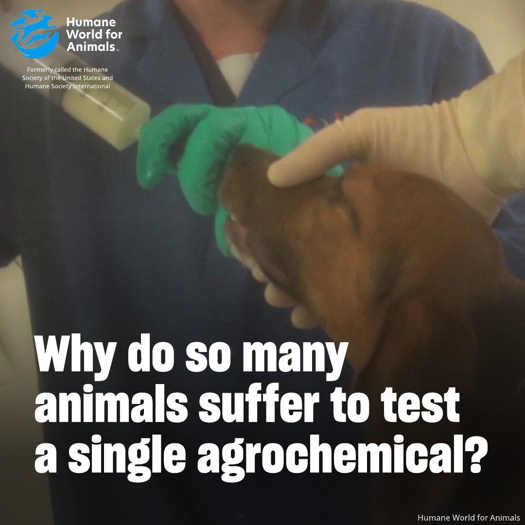 humaneworldeat's tweet image. A new scientific paper coauthored by one of our science advisers proposes transforming how agrochemicals are evaluated for human & environmental safety in a way that would significantly reduce the number of animals used in harmful tests.🐶
Read the paper👉sciencedirect.com/science/articl…