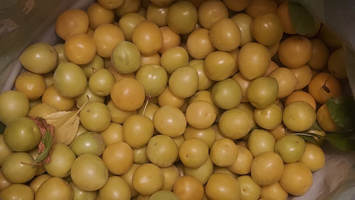 netherfield34's tweet image. Yesterday I spotted a possible cherry plum tree on a road verge. This evening I visited it with a plastic bag &amp;amp; did some foraging. Ripe fruit fell as I picked &amp;amp; littered the floor. I have collected 6lbs &amp;amp; will get more tomorrow (it was getting too dark to see them). #FoodForFree