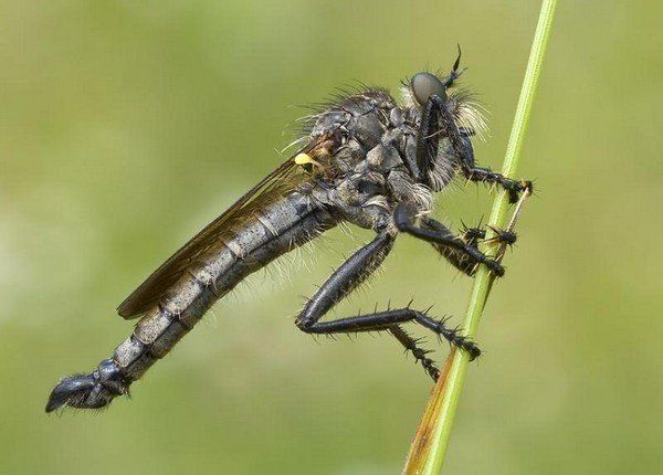 Довольно долго искал как называется эта тварь, и тут случайно наткнулся в ютюбе. Это КТЫРЬ
