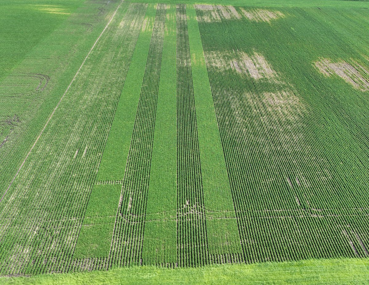 15” vs. 30” planted soybeans in some hot IDC ground.  Appears 15” took it a little better than the 30”.  140K population on both