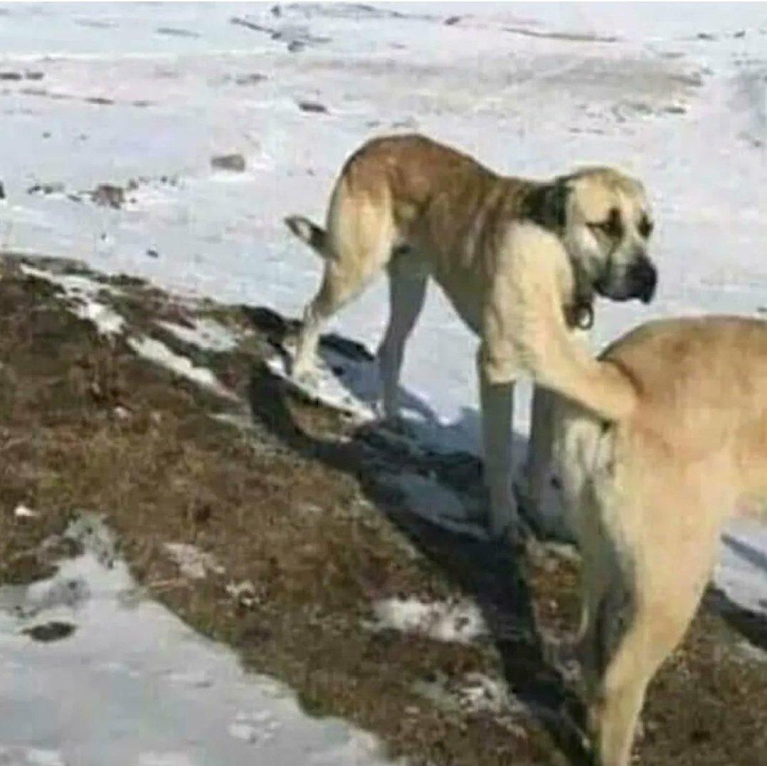 Cσgσllα tweet media