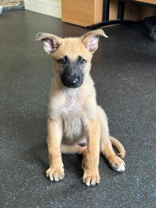 A stray puppy was rescued after being found running round the streets has been taken in to start training as a police dog. Please don’t pass without leaving a big heart for him ❤️