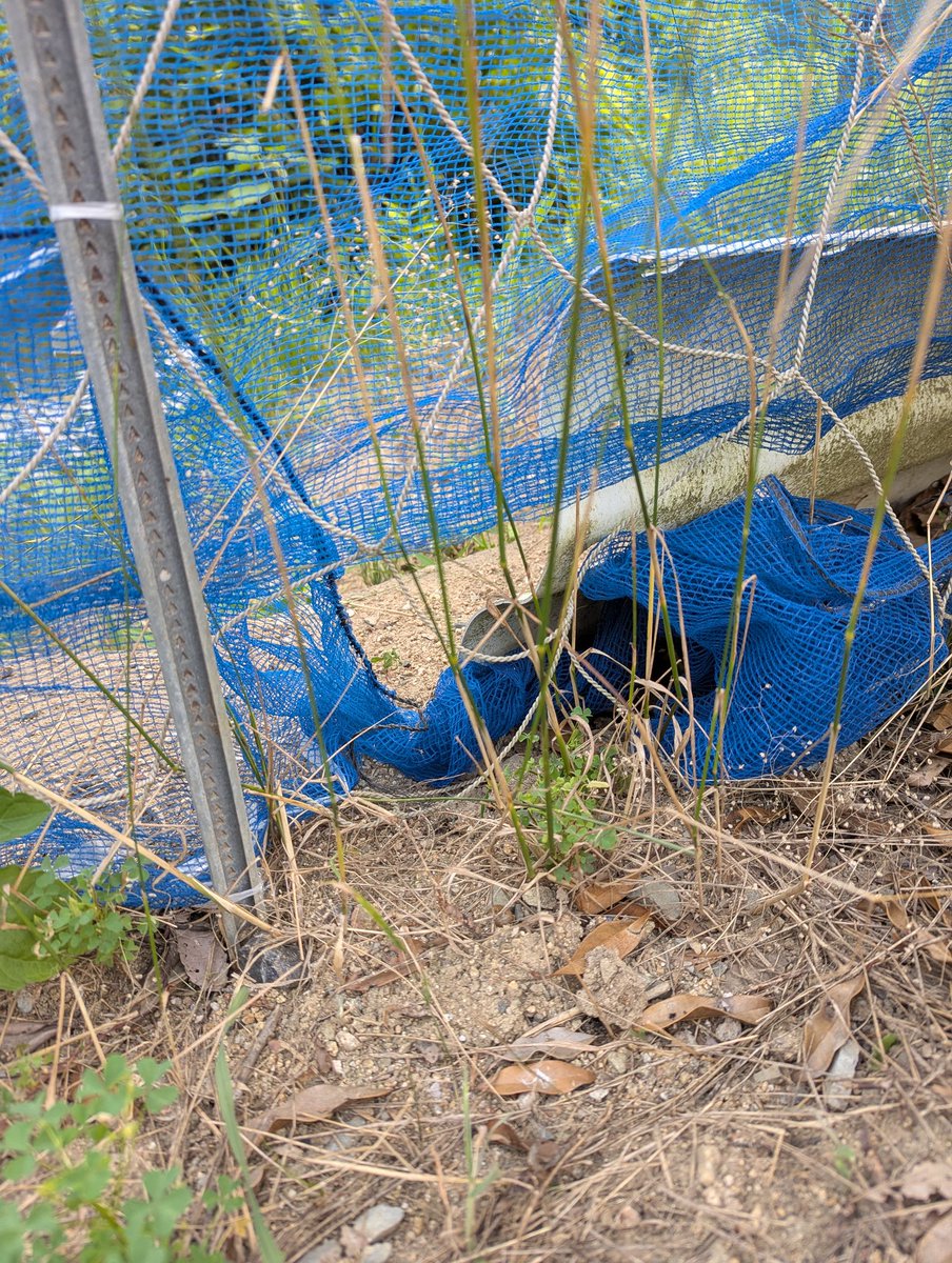 さつま芋の葉が３日連続で食べられた💦ドンドン無くなる
イノシシのアミは貼っていたけどもっと小さい獣のよう🐗
春先にイチゴの新芽を食ったやつか⁉️
昨日細かい目のアミ張ったけど足らないとこに張った場所から入ったみたい