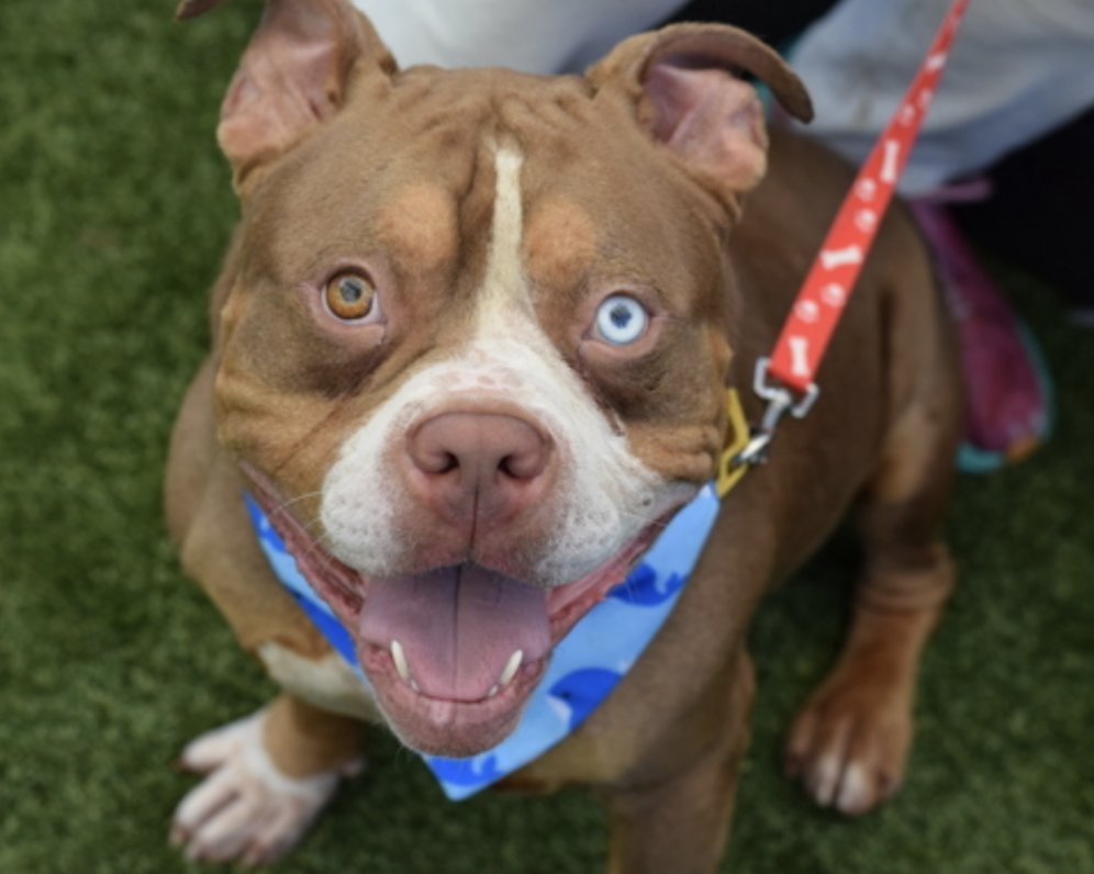 BeeDoDoobieDo's tweet image. 😀Smiley, good boy Simon is new in Queens ACC
What a joy to have in your life, meet this snugglebunny in person, take him for a walk or afternoon at the beach. Give him a nice break from shelter chaos, who knows you may bond over a pup cup😊
♥️Simon has a Grade 2 heart murmur,…