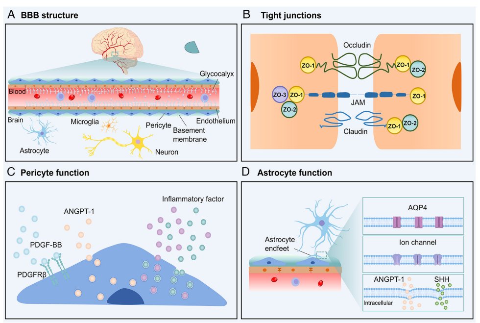endothelialnews's tweet image. 馃毃 New review alert!
Repairing and protecting the blood brain barrier (BBB) is a new avenue for controlling epileptic seizures and treating drug鈥憆esistant epilepsy.
This paper does a deep dive into the BBB's role in pathogenesis and future treatments: bit.ly/4kpEpND