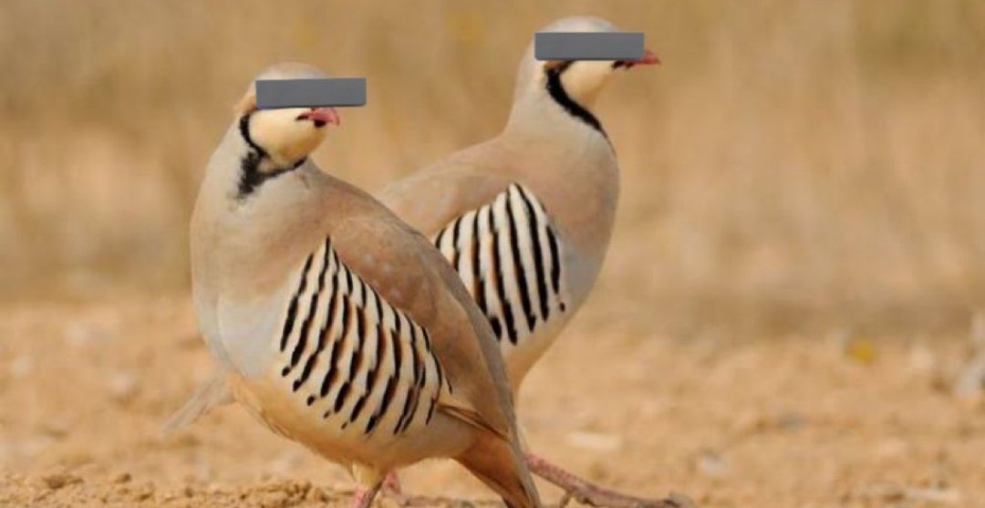 Cumartesi sabahını sabırsızlıkla bekleyenlere itafen;

Keneleri avlaması için doğaya salınan 2 keklik yurt dışına kaçtı.
#HainsizTürkiye