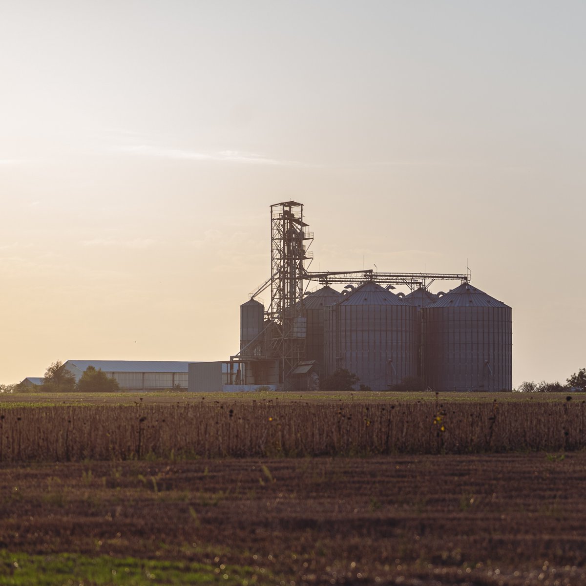 DYK why Midwest farmers grow so much corn? 🌽 The region has an ideal corn climate. ☀️🌧️ The Corn Belt boasts a long, sunny growing season with good rain. When something grows well, farmers wisely plant it. Infrastructure follows — think farm equipment and input suppliers, places