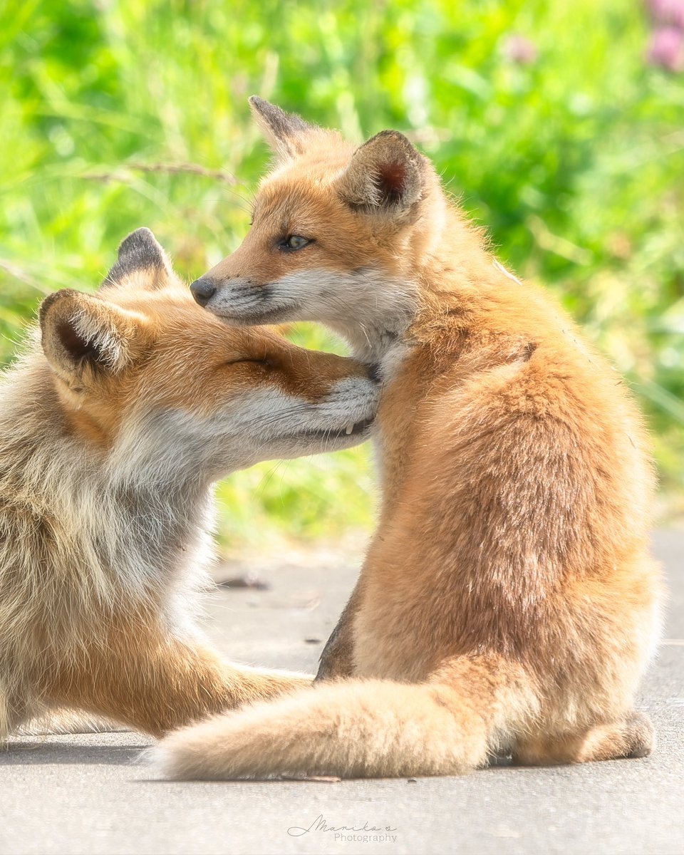 だんだん おとなになっていく𖤣𖥧𖥣𖡡𖥧𖤣
ほっかいどうのそらのした