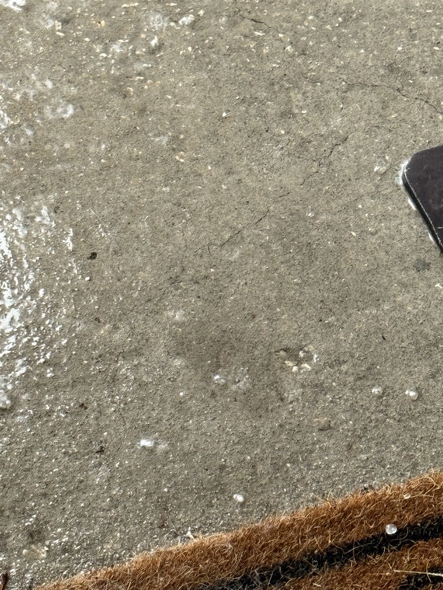 What the hail??? Little suckers but they make some noise!!!