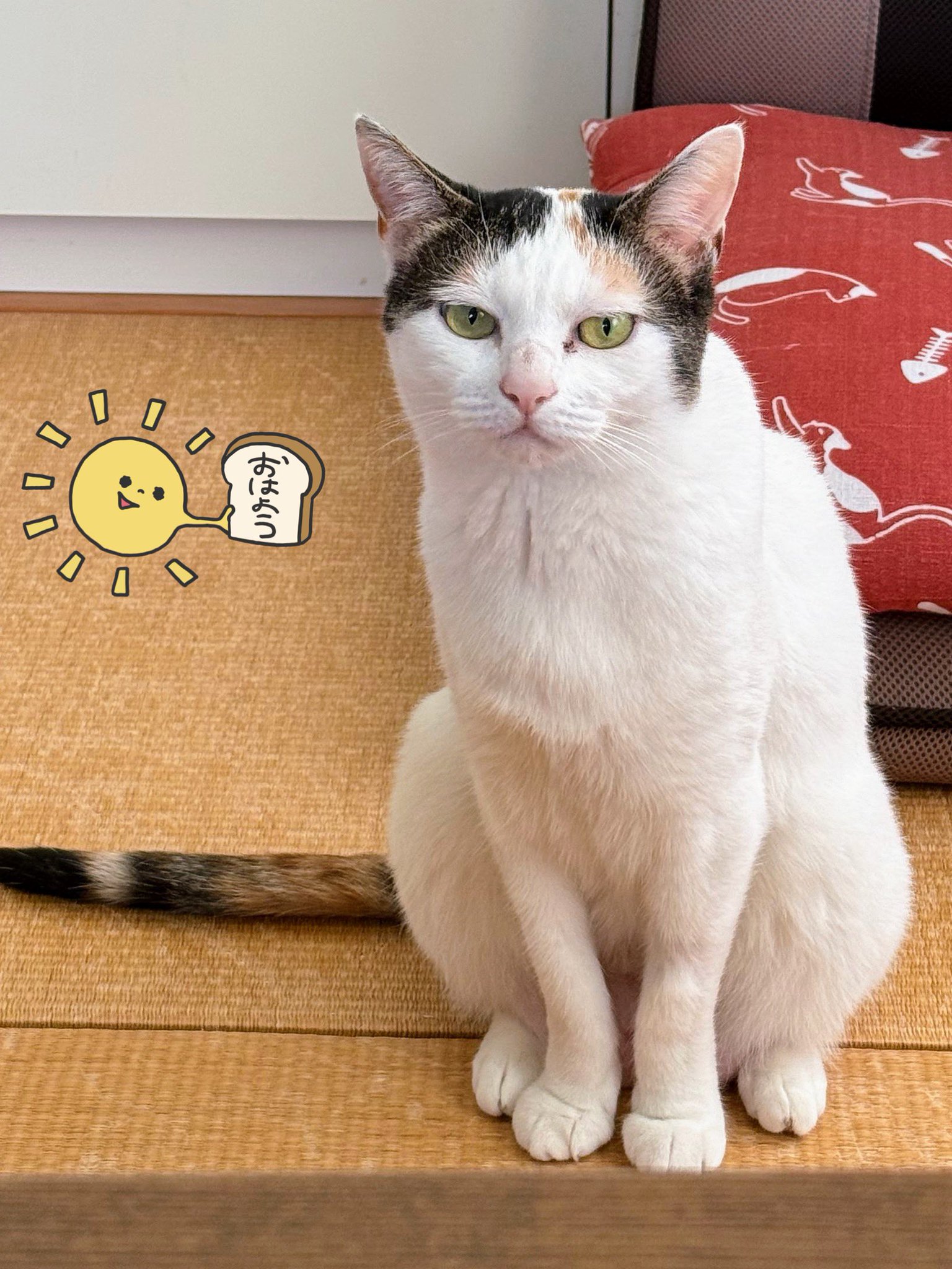 日光ハチワレ☀️親子猫ミューズ詩音つくし on X: 