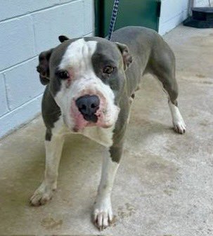 ⌛️LONGEST RESIDENT of Rocky Mount NC Shelter AND CONSIDERED MOST URGENT!! ⌛️

Needs pledges, shares, adopted or rescued!

Luca is a very sweet dog with a very unique personality. He is very smart. He always knows where his kennel is and walks right in. He loves belly rubs.