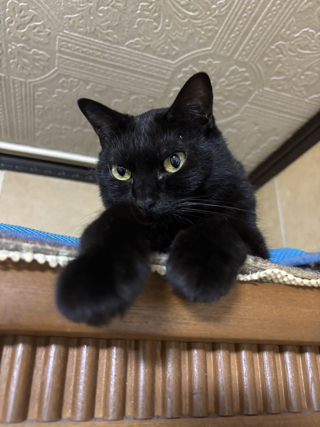 黒猫アルル on X: 