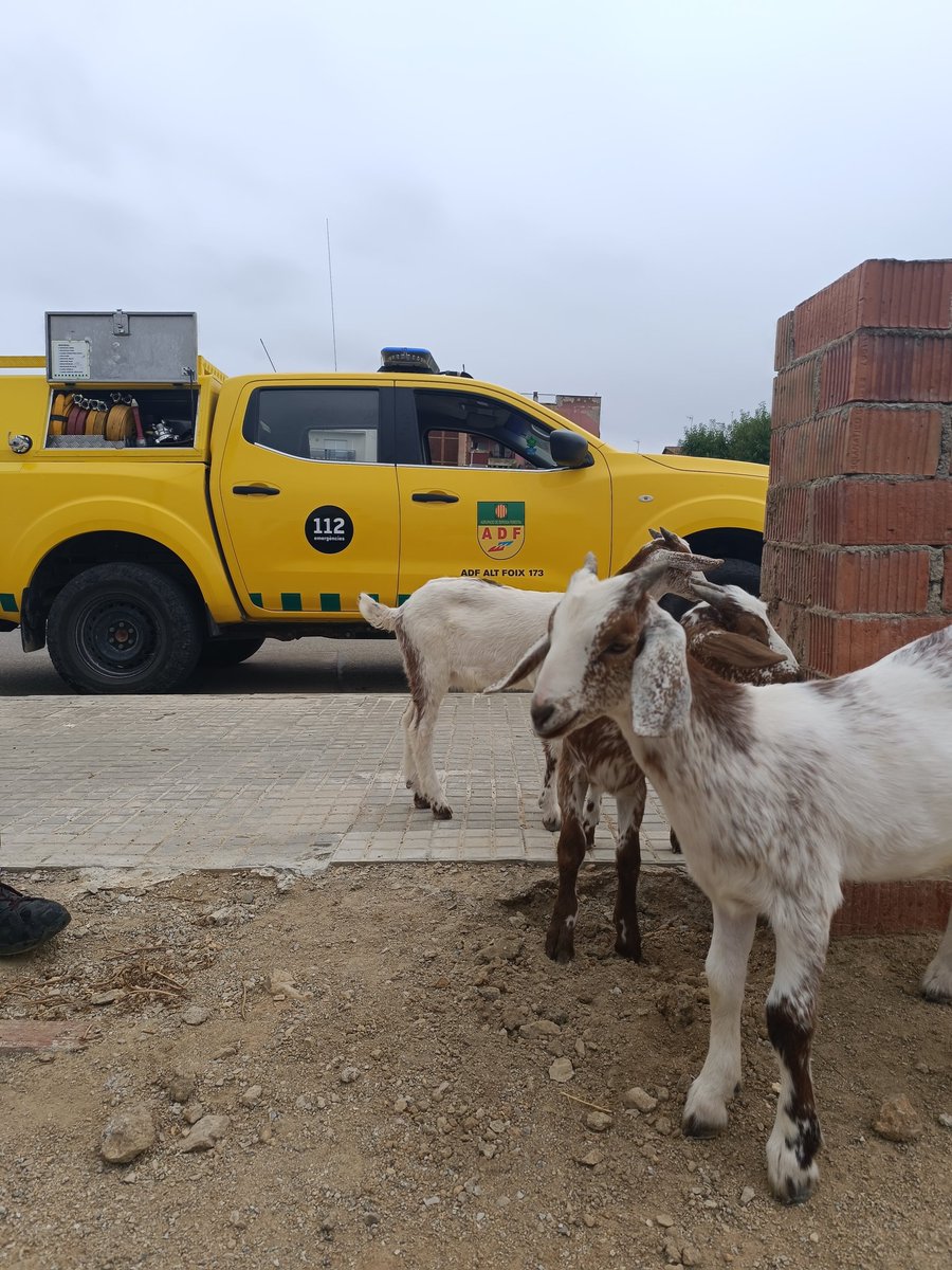 ADF Alt Foix tweet media