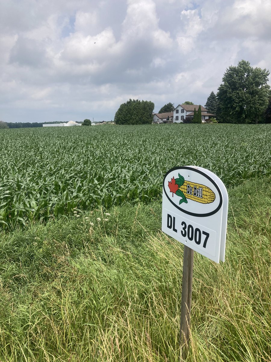 In #greybruce today looking at some really nice #cowchow 🌽